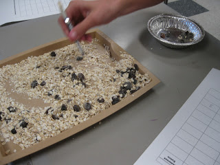 Animal Adaptations - Ashleigh's Education Journey