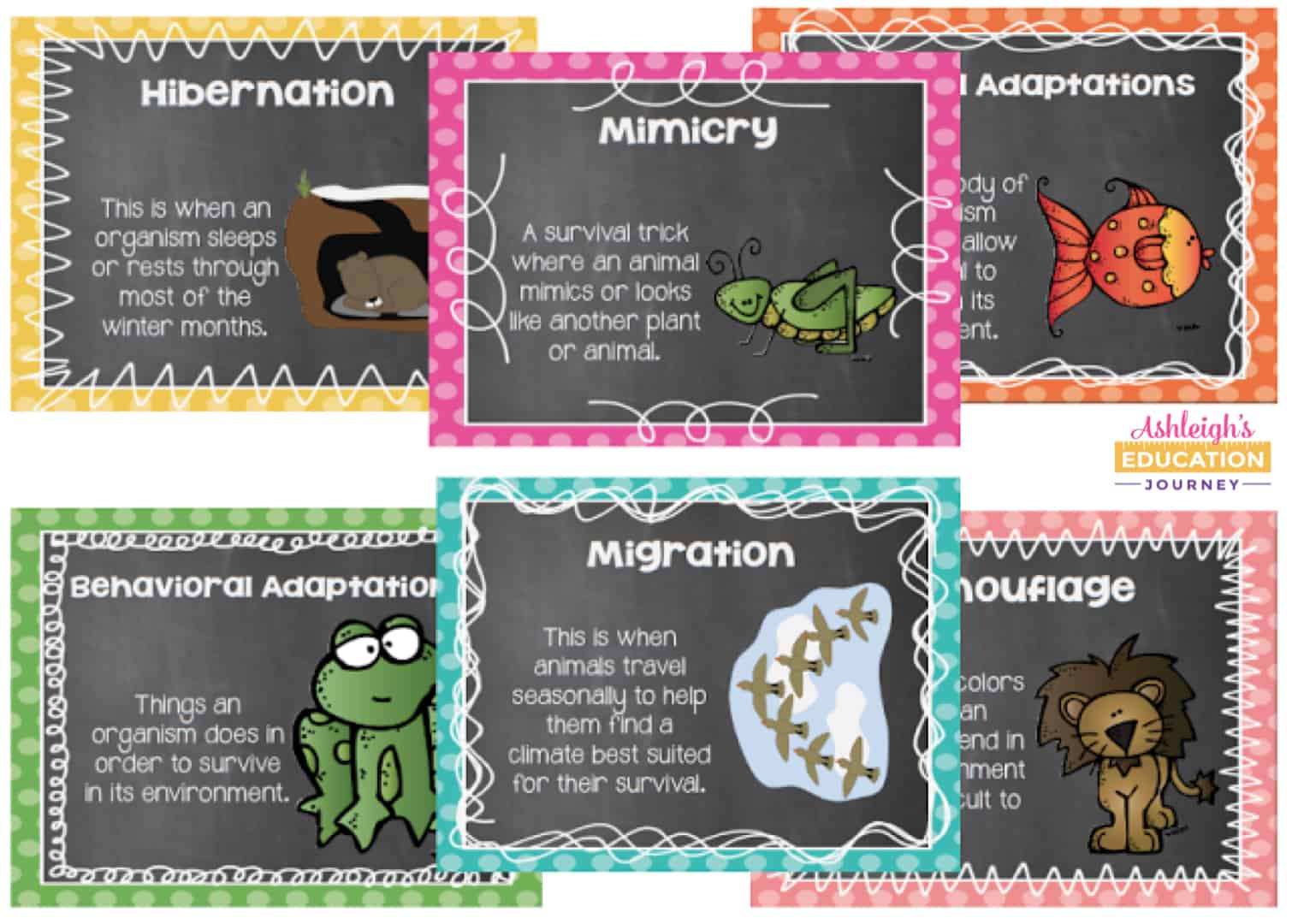 Animal Adaptations Lessons & Activities - Ashleigh's Education Journey