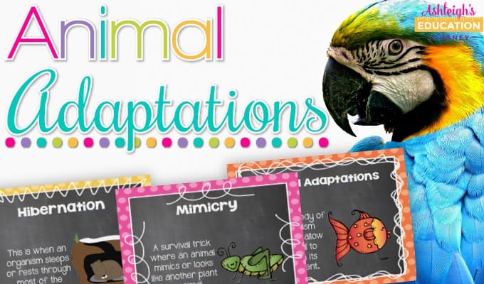 Animal adaptations activities