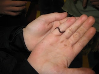 Earthworm crawling on hands